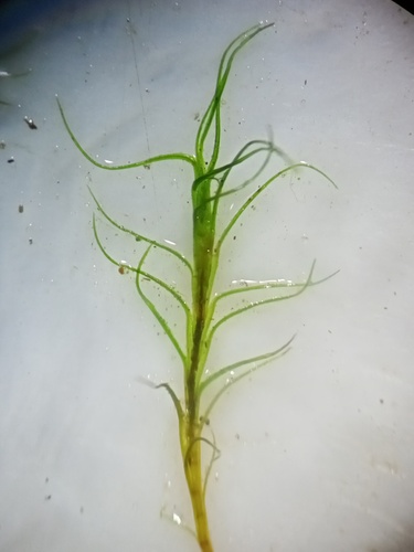 Distichium capillaceum observed 2026-09-16