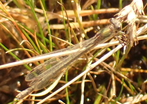 Common Spreadwing