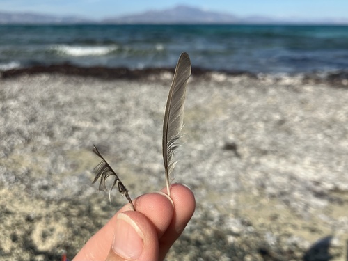 Plume de Phragmite des joncs