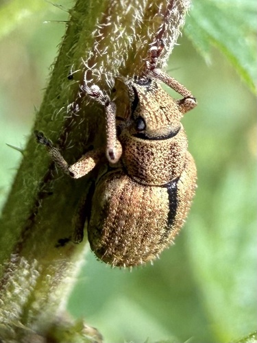 Nut Leaf Weevil