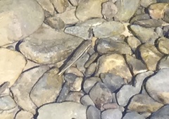 Rhinichthys atratulus