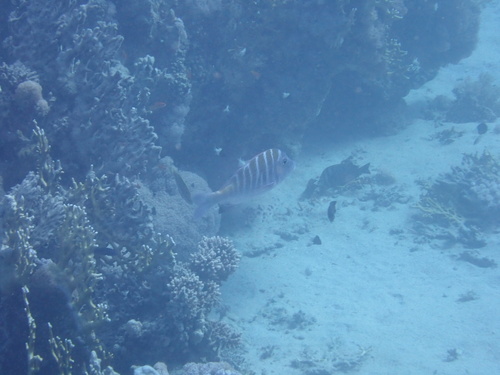 Lethrinus mahsena observed 2026-09-26