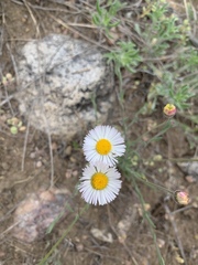 Erigeron tracyi