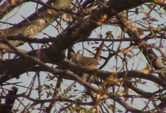 Phacellodomus sibilatrix