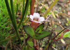 Gratiola sexdentata