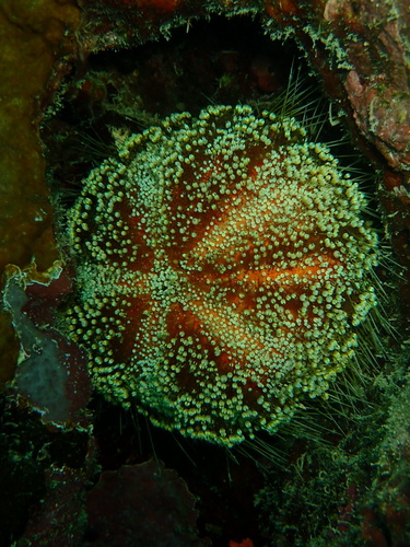 Asthenosoma observed 2026-09-26
