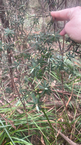 Monotoca glauca observed 2026-09-27