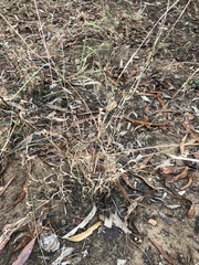 Enteropogon acicularis