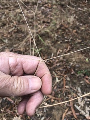 Enteropogon acicularis