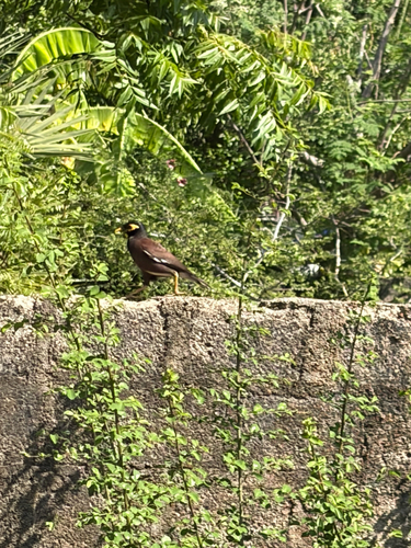 Common Myna