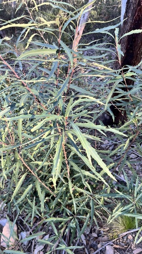 Lomatia myricoides observed 2026-09-28