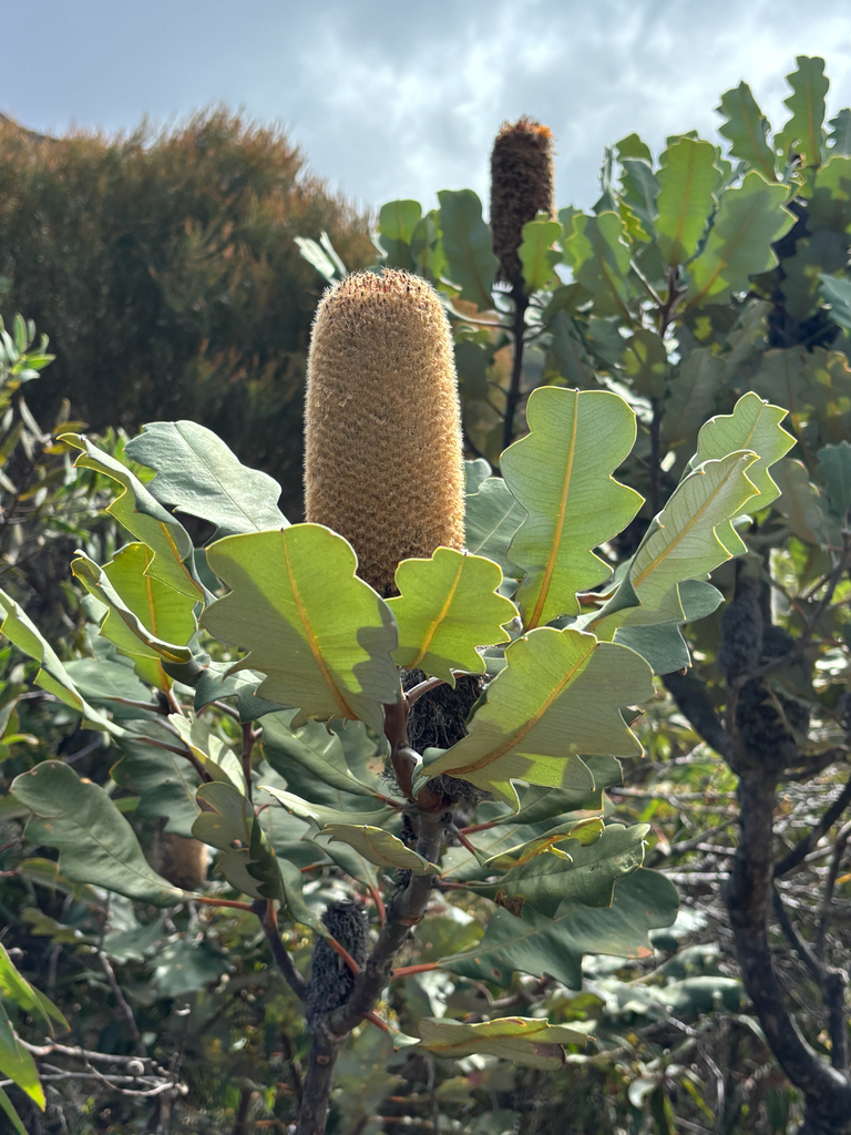 Stirling Range Banksia