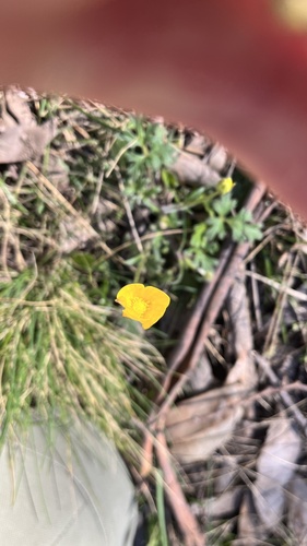 Ranunculus lappaceus observed 2026-09-28