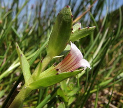 Gratiola sexdentata