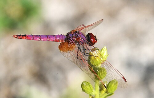 Violet Dropwing