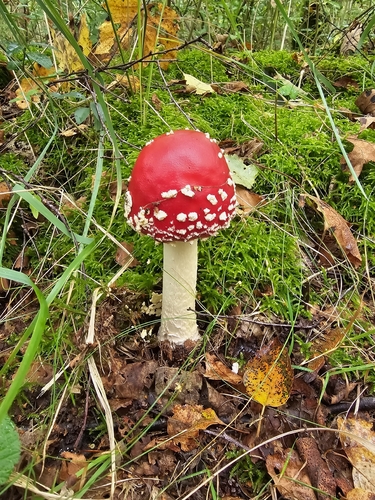Fly Agaric