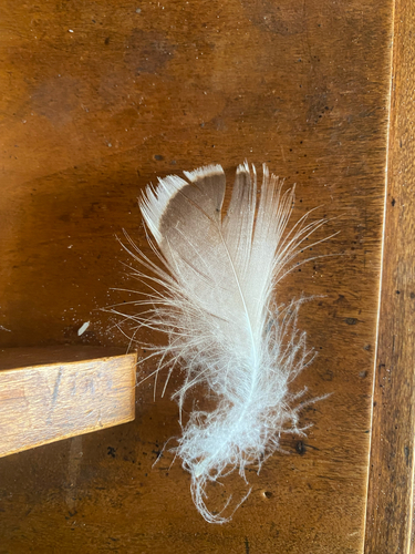 Plume de Oie cendrée