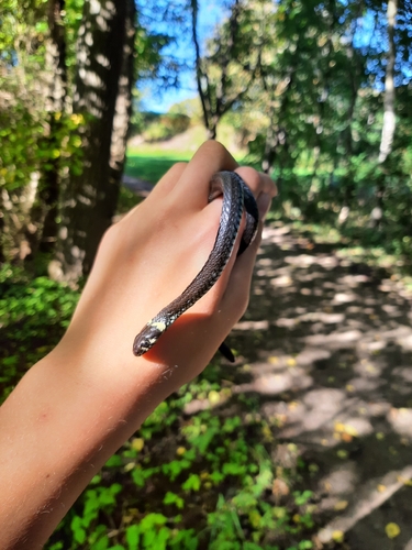 grass snake