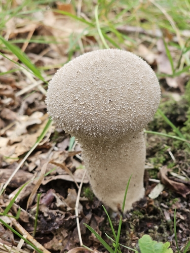 Pestle Puffball