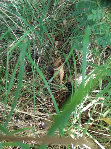Adder