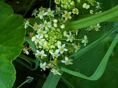Hydrocotyle tribotrys