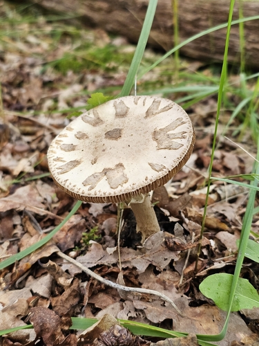False Death-cap