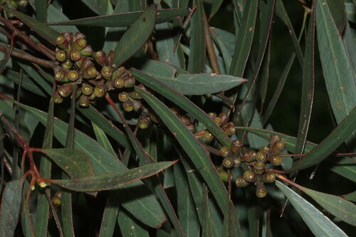 Eucalyptus odorata observed 2026-09-21