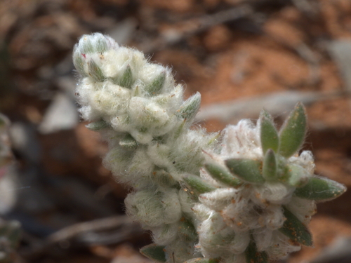 Maireana sclerolaenoides, 2026-09-28