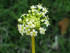 Hydrocotyle tribotrys