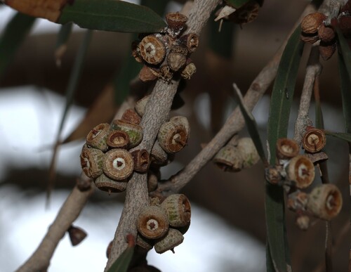 Eucalyptus cneorifolia observed 2026-09-21