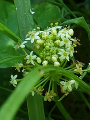 Hydrocotyle tribotrys