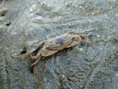 Macrophthalmus convexus observed 2026-09-27