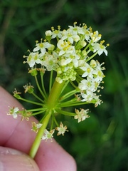 Hydrocotyle tribotrys