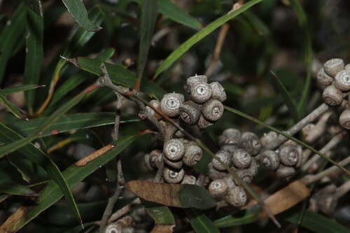 Eucalyptus cneorifolia observed 2026-09-21