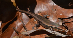 Eutropis macularia