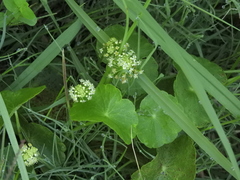Hydrocotyle tribotrys