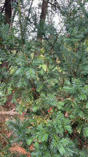 common yew