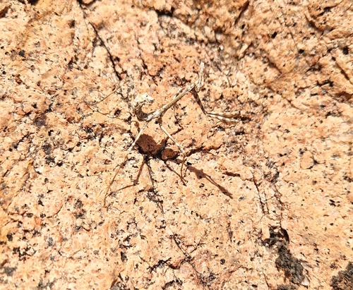 Mediterranean Conehead Mantis