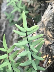 Pellaea atropurpurea