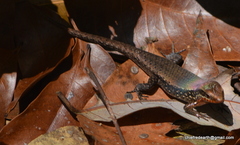 Eutropis macularia
