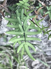 Pellaea atropurpurea