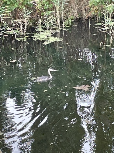 Great Crested Grebe