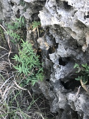 Pellaea atropurpurea