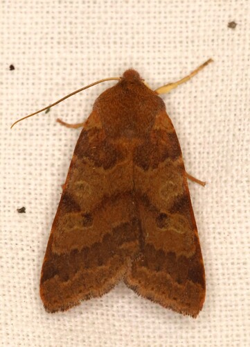 Flounced Chestnut