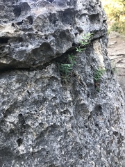 Pellaea atropurpurea