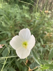 Oenothera tetraptera