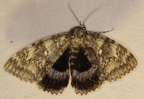 Blue Underwing
