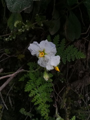Solanum caripense