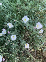 Oenothera tetraptera