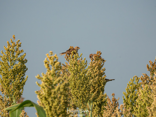 Eurasian Tree Sparrow